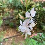 Oenothera gaura Flower