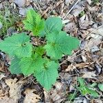 Arnoglossum atriplicifolium Leaf