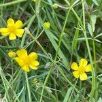 Ranunculus flammulaFlower