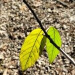 Frangula caroliniana Leaf