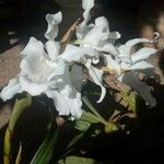 Coelogyne cristata Çiçek
