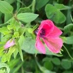 Linum pubescens Flor