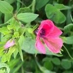 Linum pubescens 花