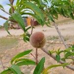 Prunus persica Frukt