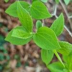 Philadelphus hirsutus Blatt