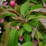 Malus × floribunda पत्ता