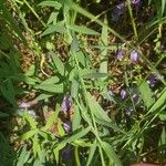 Linum nervosum Hoja