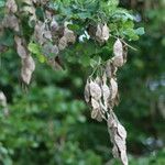 Dalbergia melanoxylon Плод