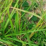 Setaria parviflora ഇല