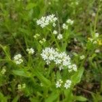 Valeriana woodsiana Květ