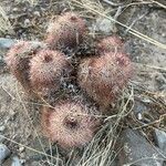 Echinocereus dasyacanthus Лист