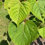 Idesia polycarpa Blatt