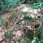 Festuca altissima Blomma