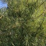 Salix rosmarinifolia Lapas