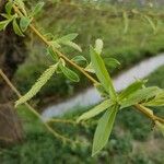 Salix alba Leaf