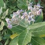 Calotropis gigantea Flor