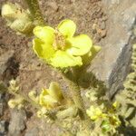 Verbascum undulatum Flower