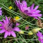 Xeranthemum annuum Blomst