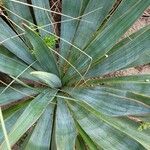 Yucca pallida Hoja