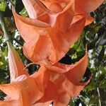 Brugmansia × candida Blomma