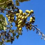 Paulownia tomentosaVrucht