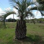 Butia capitata Habit