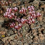 Chorizanthe staticoides ᱛᱟᱦᱮᱸ