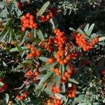 Pyracantha koidzumii Frucht