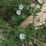 Stellaria longipes 花