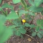 Arachis hypogaea Flower