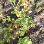 Ononis diffusa Leaf