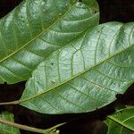Sloanea guianensis Leht