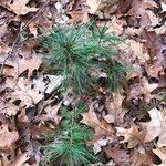 Pinus strobus Leaf