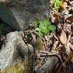 Galium scabrum Flower