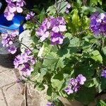 Lunaria annuaCvet