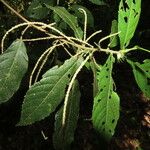 Acalypha diversifolia Levél