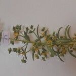 Euphorbia exigua Blodyn