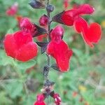 Salvia microphyllaFlors