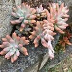 Sedum pachyphyllumLeaf