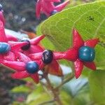 Clerodendrum trichotomum Ffrwyth