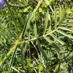 Vicia tenuifolia 葉