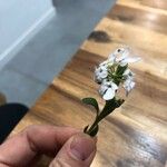 Iberis semperflorens Blüte