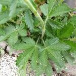 Potentilla thuringiaca Leaf