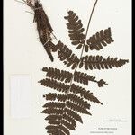 Cyathea surinamensis 叶