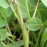 Trifolium badium Kabuk
