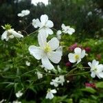Ranunculus platanifolius Fula