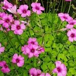 Oxalis debilis Hábito