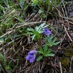 Viola pinnata Habit