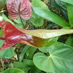 Anthurium andraeanum Flower