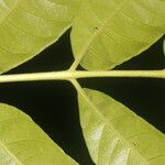 Spondias radlkoferi Leaf